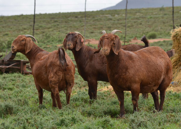 Kalahari Red Goats for Sale 50 – 60kg