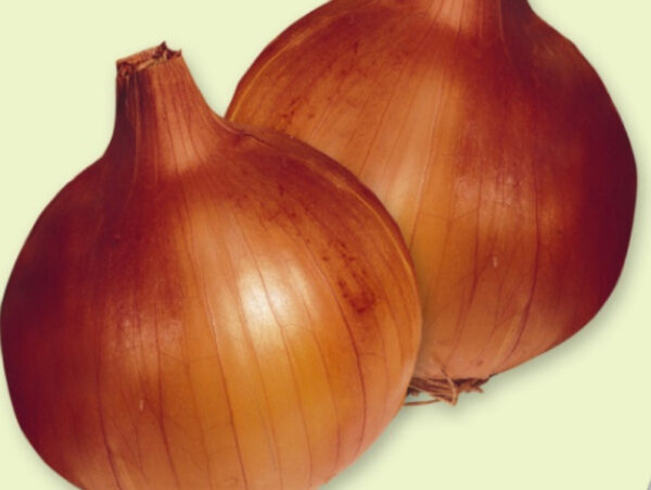 AUSTRALIAN BROWN INTERMEDIATE DAY BROWN ONION