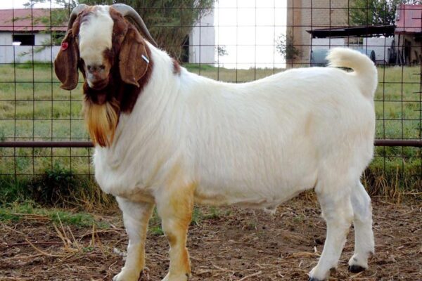 Boer Goat for Sale 45 – 50kg