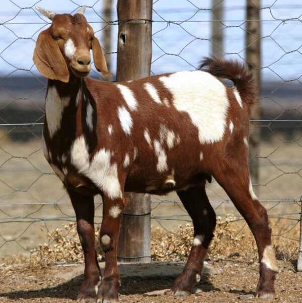 Xhosa lop-ear Goat 45-50kg