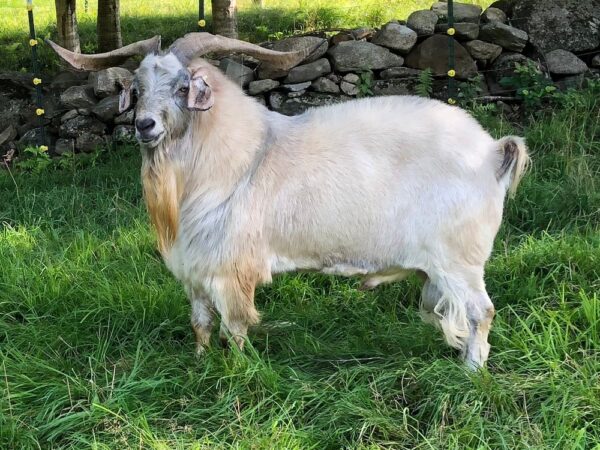 Kiko Goats for sale 45 – 55kg