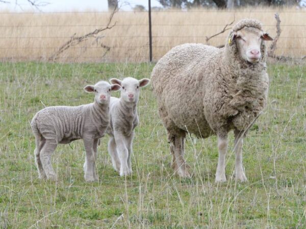 Merino Sheep 45-60kg