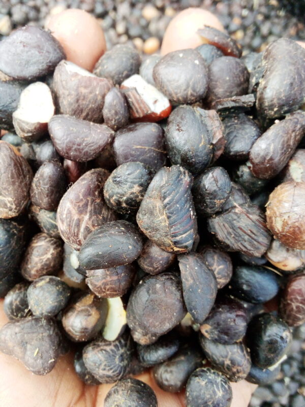 PALM KERNEL