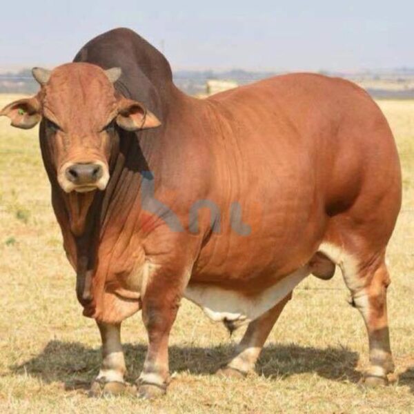 Boran cattle