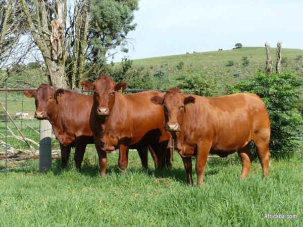 Bonsmara Cattle