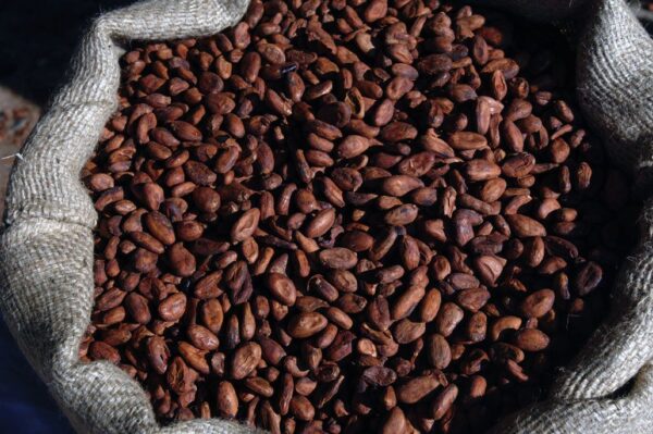 Cocoa bean